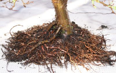 Bonsai Root Pruning Guide: Keep Your Bonsai Tree Healthy and Thriving