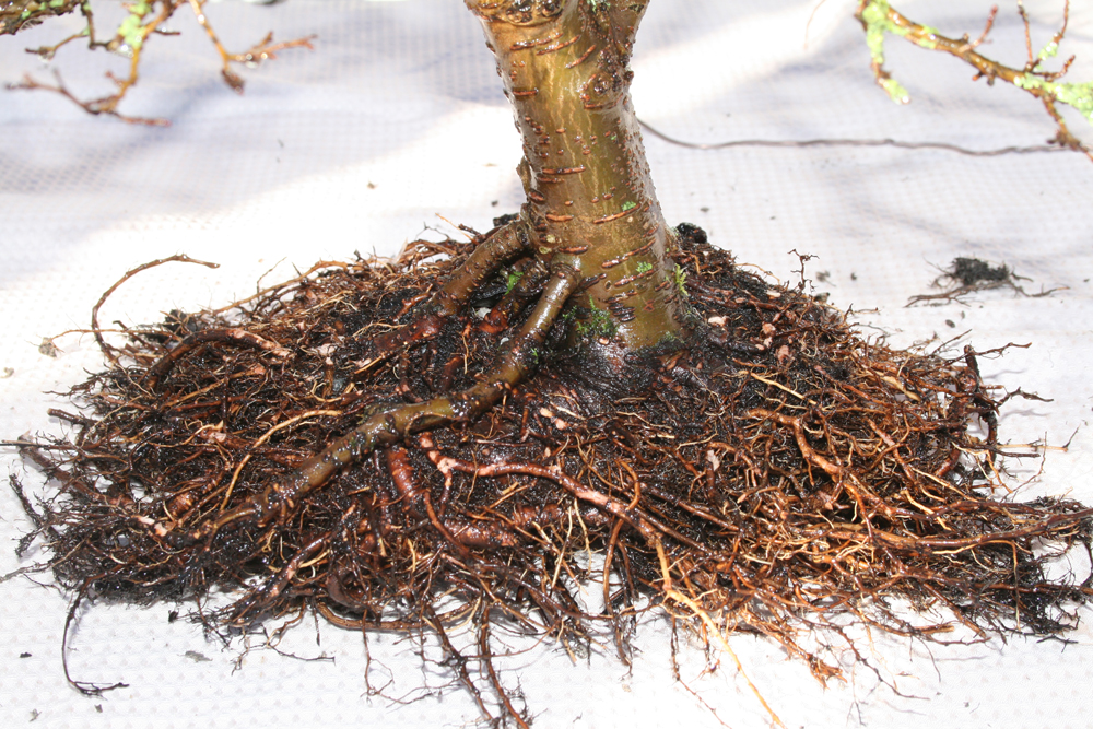 Bonsai Root Pruning Guide: Keep Your Bonsai Tree Healthy and Thriving