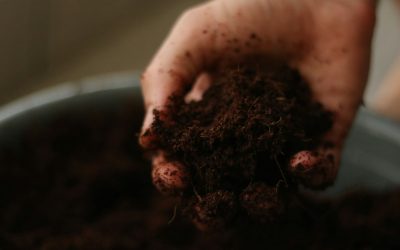How to Reuse Potting Soil Safely for Indoor Plants