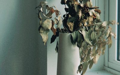 The Ultimate Guide to Reviving a Dying Houseplant