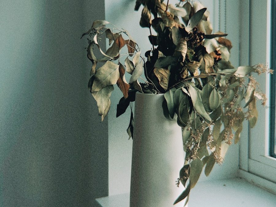 dying house plant