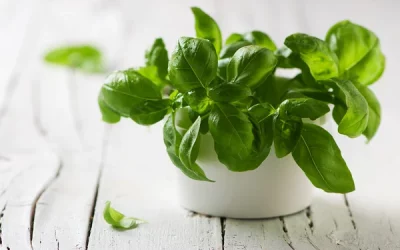 How to Grow Basil Indoors Without Natural Sunlight