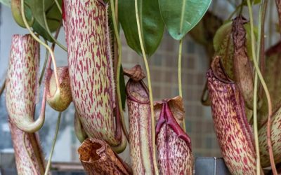Unusual Edible Plants You Can Grow Indoors
