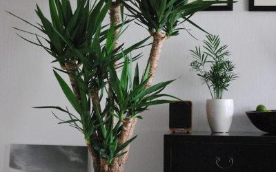 Compact Indoor Trees: Big Style for Small Spaces