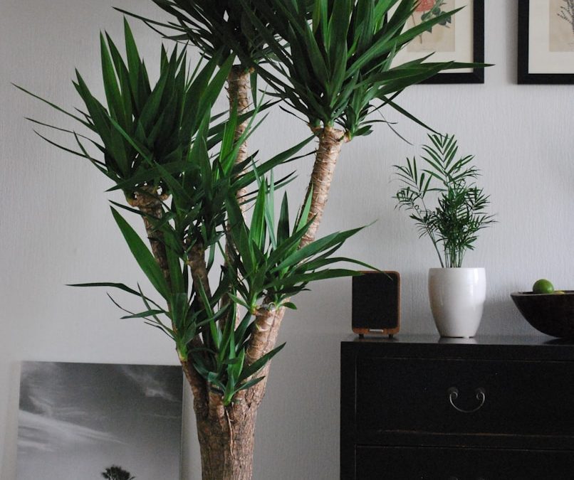 green inddoor plant