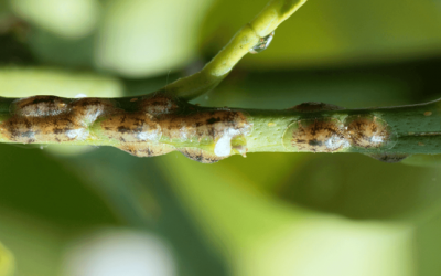 Indoor Plant Pest Identification and Treatment Guide