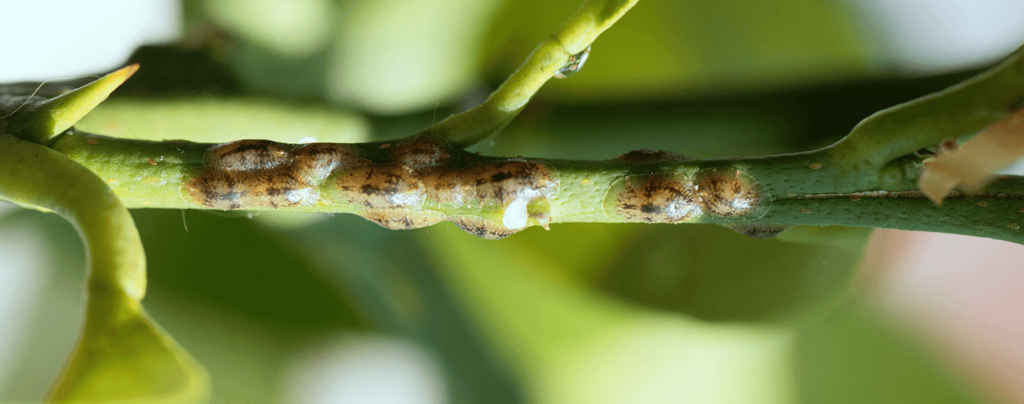 Close-up of a mealybug infestation on a green houseplant stem.