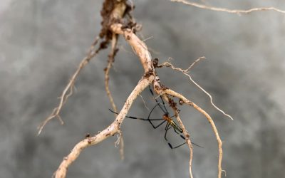How to Prevent and Treat Root Rot in Houseplants
