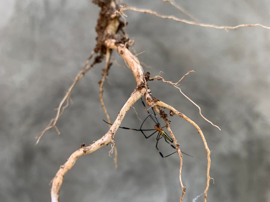 root rot