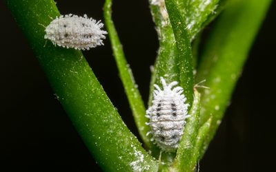 How to Get Rid of Mealybugs on Indoor Plants Naturally
