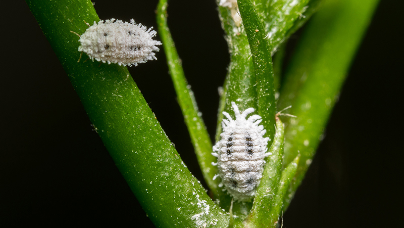 Close-up of a mealybug infestation on a houseplant leaf