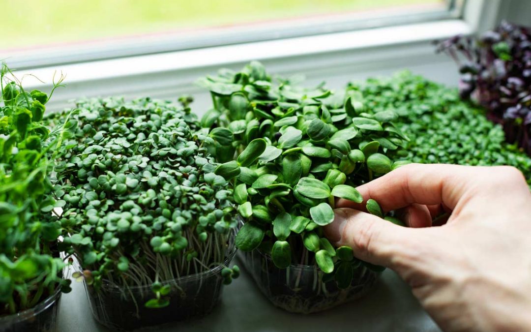 Unusual Edible Plants Indoors That You Can Actually Grow