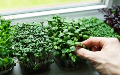 Unusual Edible Plants Indoors That You Can Actually Grow