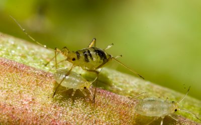 Aphids on Indoor Plants (Easy Natural Fixes That Work Fast)