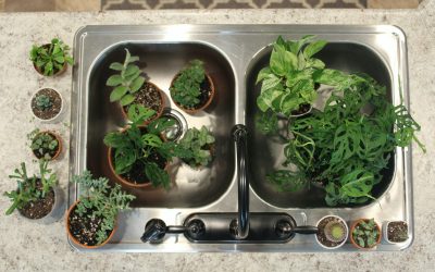 How to Clean and Sanitize Indoor Plant Pots for Healthy Growth