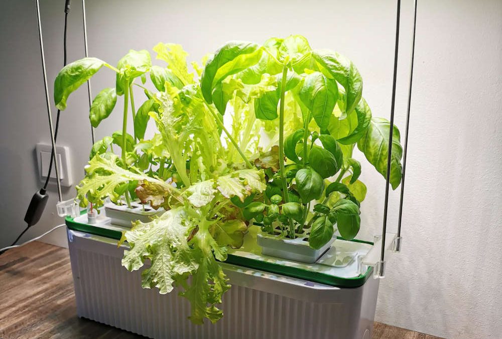 The Ultimate Guide to Starting a Smart Indoor Garden