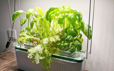 The Ultimate Guide to Starting a Smart Indoor Garden
