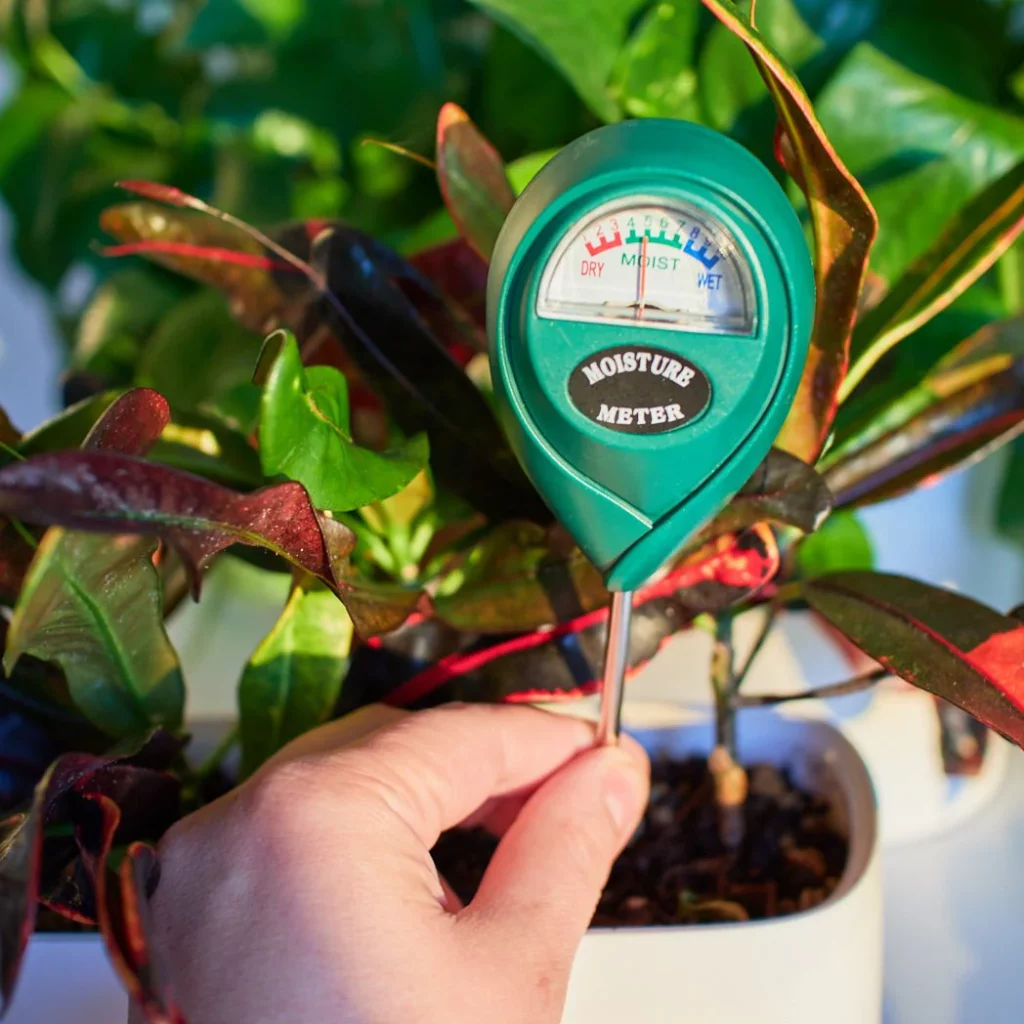 Hand inserting a soil moisture meter into a potted indoor plant.