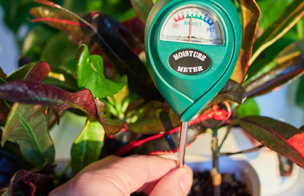 How to Use a Soil Moisture Meter for Indoor Plants
