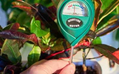 How to Use a Soil Moisture Meter for Indoor Plants