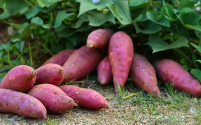 How to Grow Indoor Sweet Potatoes: Fresh Greens and Decorative Vines