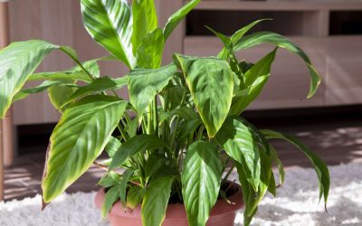 How to Revive a Drooping Houseplant: Ultimate Rescue Guide