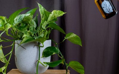 The Best Ways to Clean Your Houseplant Leaves for Healthier Growth