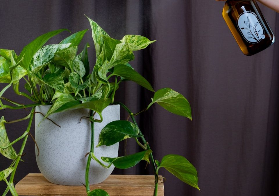 a person sprays a potted plant with a sprayer