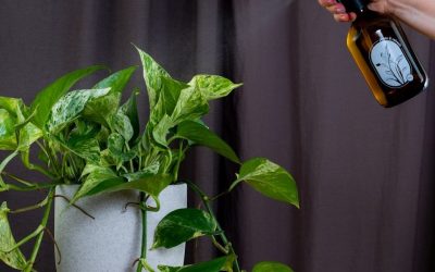 How to Clean Houseplant Leaves for Healthier, Shinier Plants