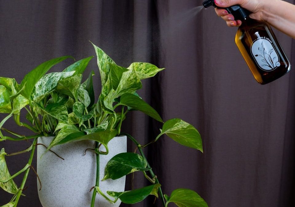 a person sprays a potted plant with a sprayer