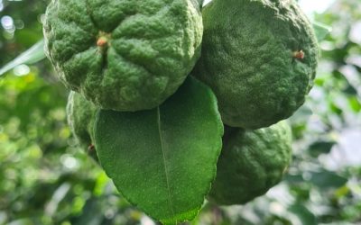 How to Grow Indoor Kaffir Lime: Fragrant Leaves for Authentic Cooking