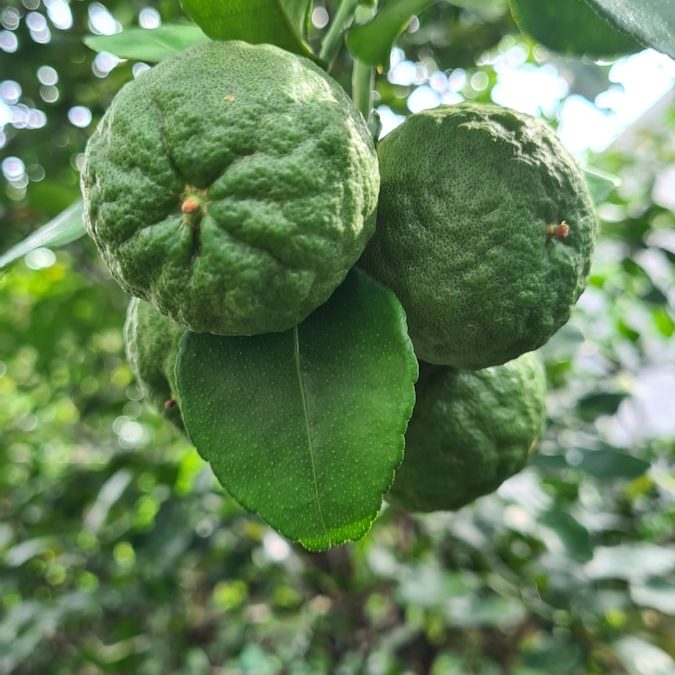 lime