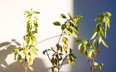How to Grow Basil Indoors Without Natural Sunlight