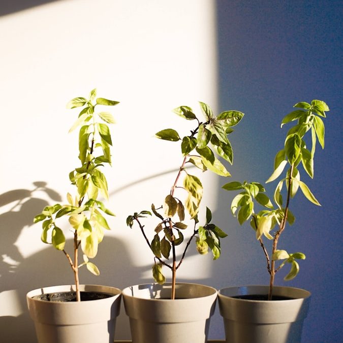 Basil growing