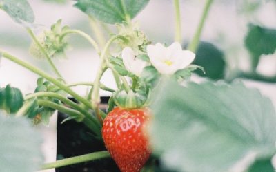 How to Grow Indoor Strawberries Year-Round