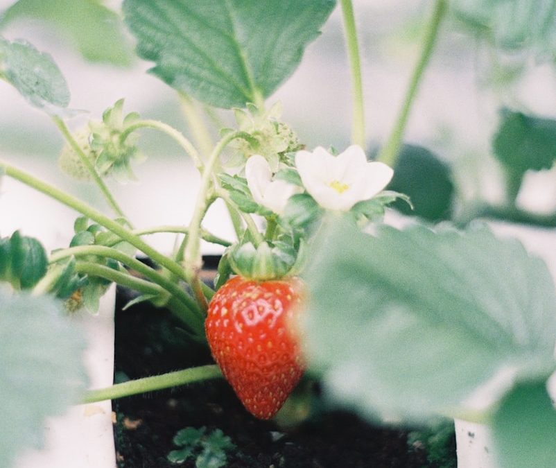 Ripe strawberries growing in a pot.