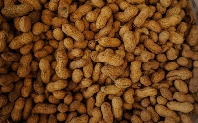 How to Grow Indoor Peanuts: A Fun and Unexpected Harvest