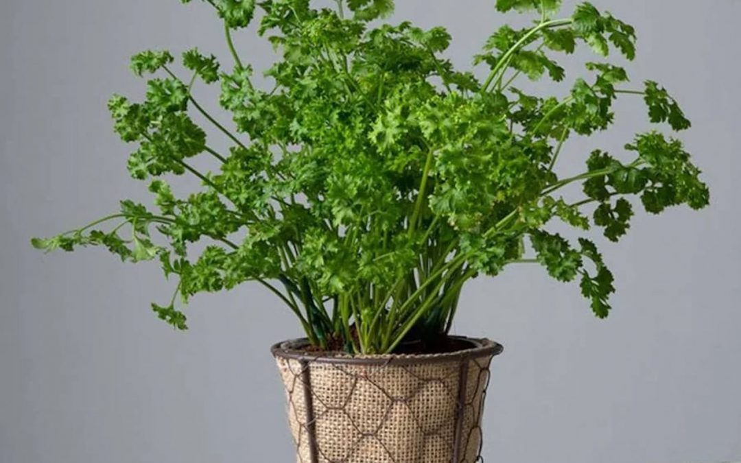 Indoor parsley plant growing in a self-watering pot on a sunny kitchen windowsill.