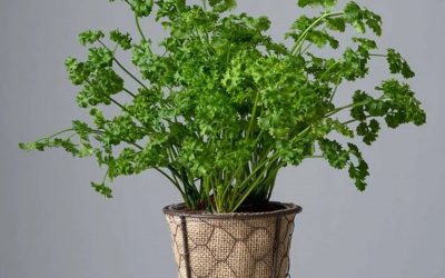 How to Grow Parsley Indoors (Beginner-Friendly Guide)