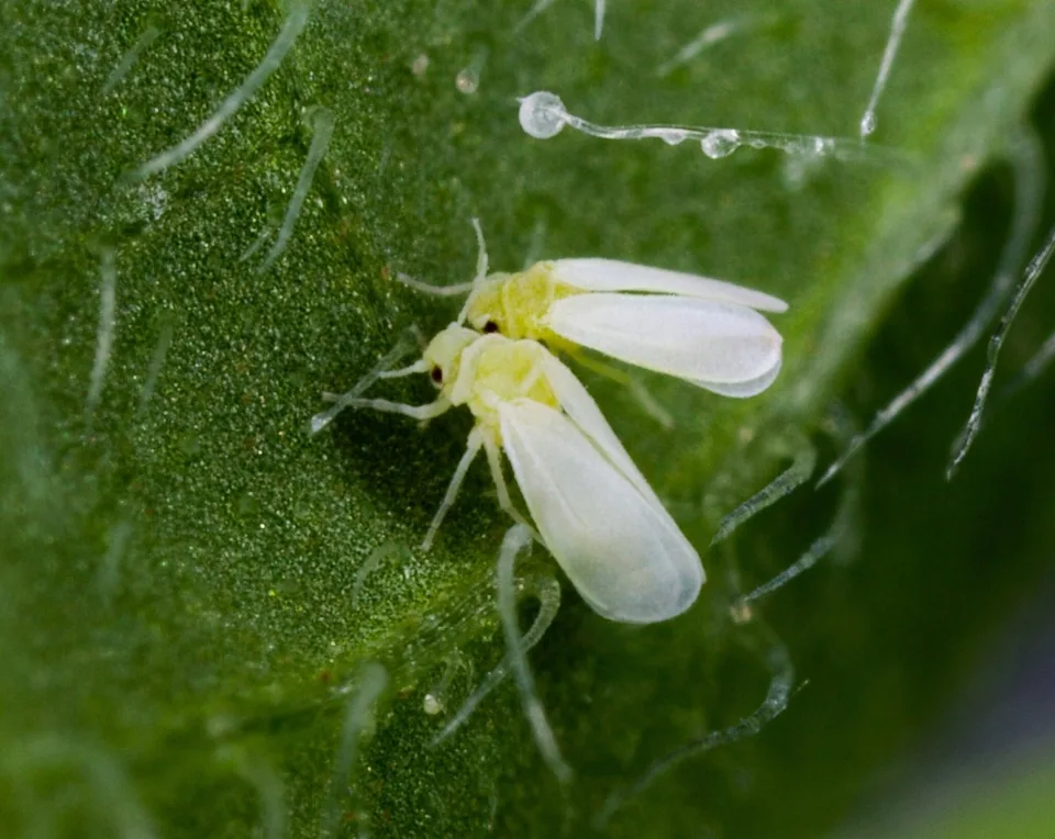 Whiteflies infestation on indoor plant leaf
