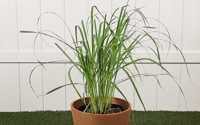 How to Grow Lemongrass Indoors (Beginner-Friendly Guide for Aromatic Success)