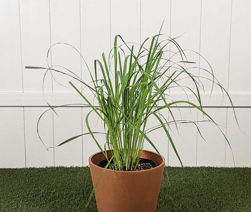 Healthy green lemongrass stalks growing in a pot.