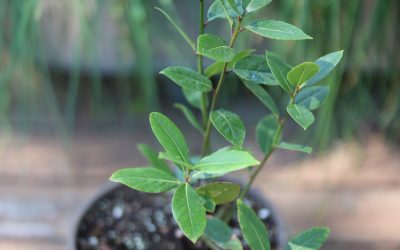 How to Grow Bay Laurel Indoors (Fragrant Bay Leaves from Your Kitchen Garden)