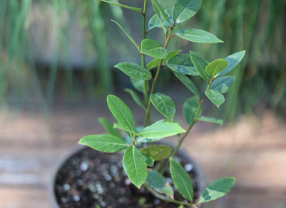 Potted bay laurel plant growing indoors on sunny windowsill