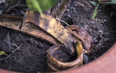 How to Use Banana Peel Fertilizer for Indoor Plants (Easy DIY Guide)