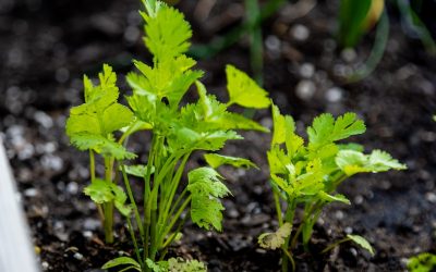 How to Grow Cilantro Indoors Successfully (Beginner-Friendly Guide)