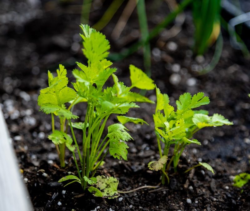 Cilantro plant growing in a small indoor pot on windowsill