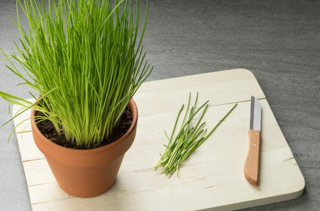 Fresh green chives growing in a windowsill pot indoors
