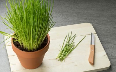 How to Grow Chives Indoors (Year-Round Guide for Beginners)