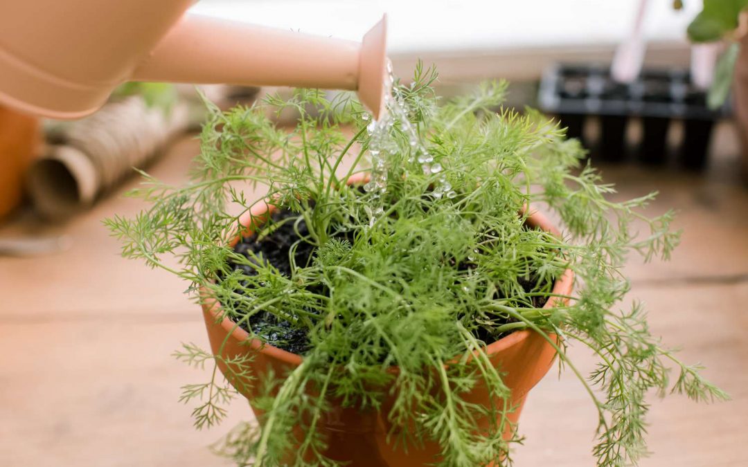 Indoor dill plant growing on a sunny kitchen windowsill in a pot.